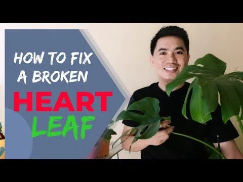 How to Repair a Ripped Monstera Leaf – Tips for Fixing a Torn Foliage Plant image 2