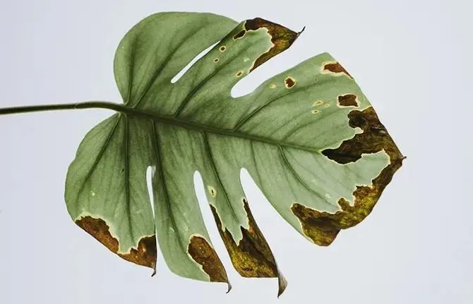 How to Repair a Ripped Monstera Leaf – Tips for Fixing a Torn Foliage Plant image 3