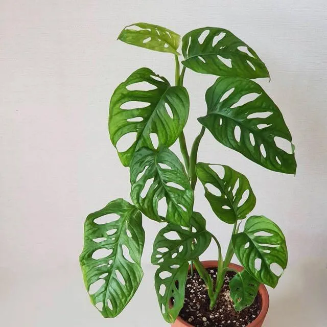 How to Repair a Ripped Monstera Leaf – Tips for Fixing a Torn Foliage Plant image 4