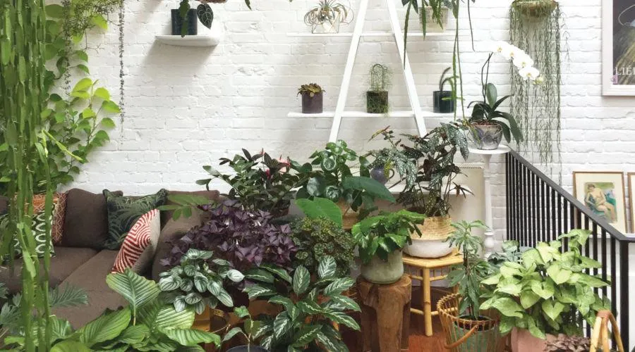 Top Indoor Wall Plants to Add Style and Greenery to Your Home image 2