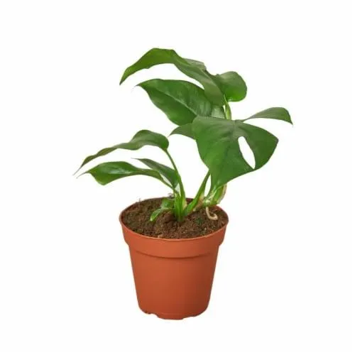 The Fastest Growing Philodendron Plants for Your Home image 3