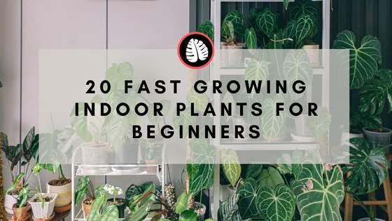 The Fastest Growing Philodendron Plants for Your Home image 4