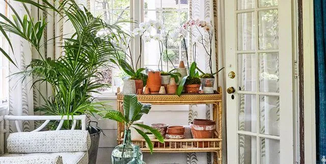 10 Amazing Indoor Flowering Plants to Brighten Up Your Home photo 2