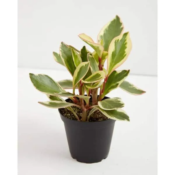 Care Guide for Peperomia Peacock – Houseplant Facts, Tips for Growing Peperomia Peacock Plants Indoors image 4