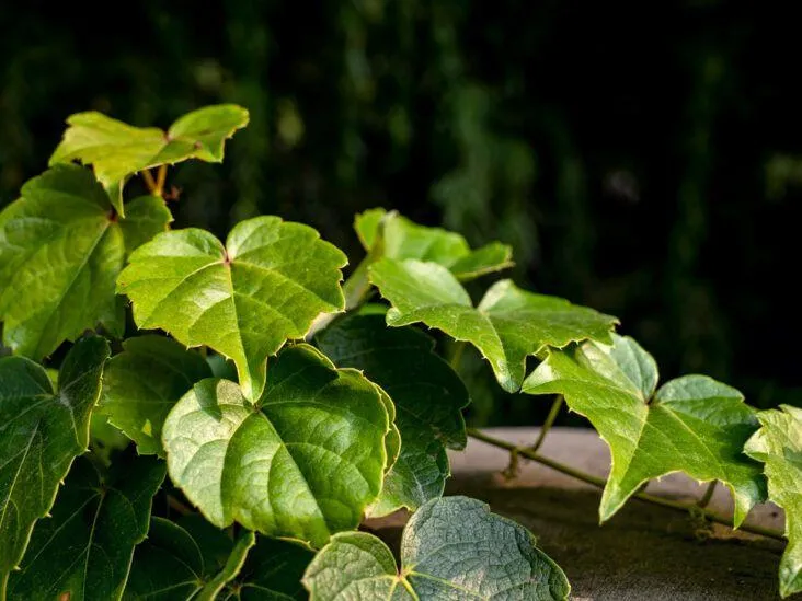 Everything You Need to Know About English Ivy Water Requirements image 3