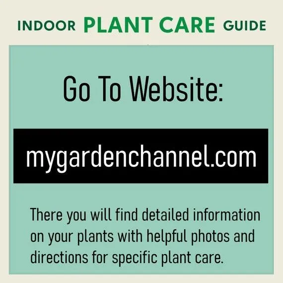 Rare and Unusual Houseplants: A Guide to Finding Unique Indoor Plants image 3