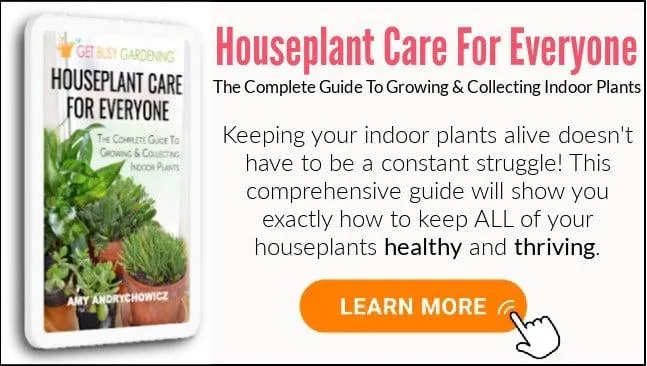 Care for Indoor Tropical Plants: A Complete Guide to Keeping Houseplants Thriving image 2