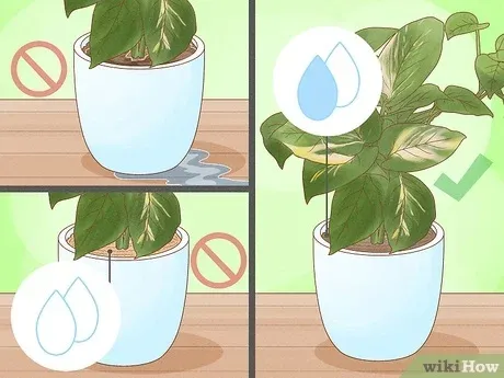 Care for Indoor Tropical Plants: A Complete Guide to Keeping Houseplants Thriving image 3
