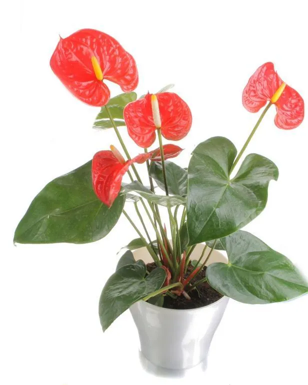 Indoor Trees: How to Care For and Display Flowering Houseplants image 3