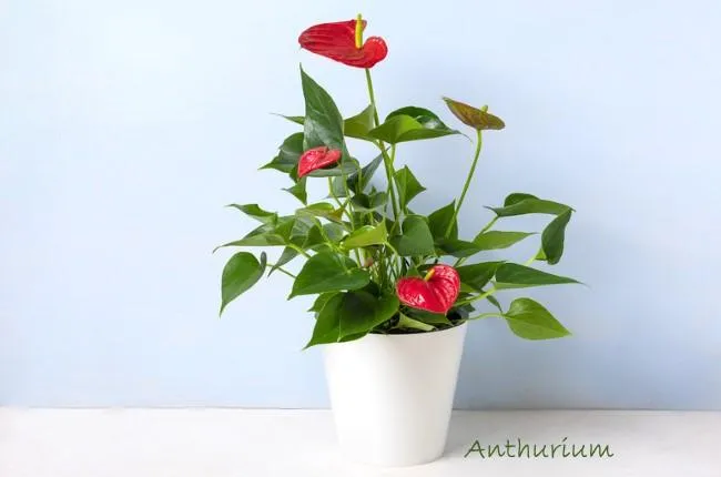 Indoor Trees: How to Care For and Display Flowering Houseplants image 0