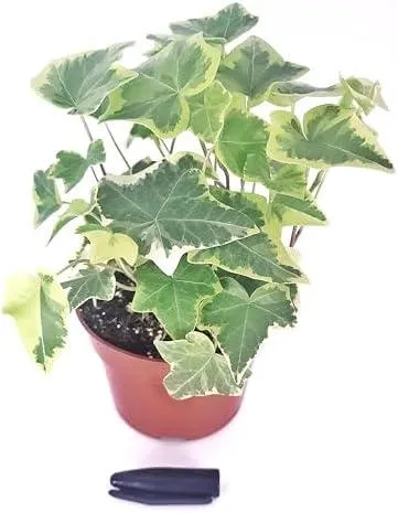 How to Care for English Ivy Plants: A Complete Guide to Growing English Ivy Indoors and Outdoors image 4