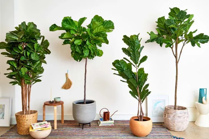 Top Indoor Tree Options for Your Home – Which Houseplants Make Great Trees image 3