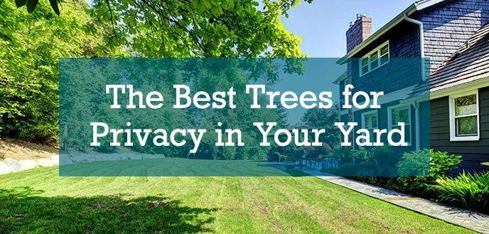 A Guide to Trees That Can Grow in Shaded Areas of Your Home image 3