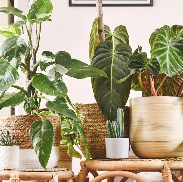 How to Care for Your Monstera Plant and Keep it Thriving image 4