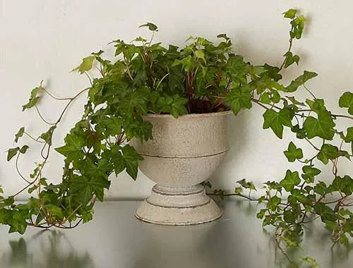 English Ivy Light: Care tips for growing English ivy indoors image 4