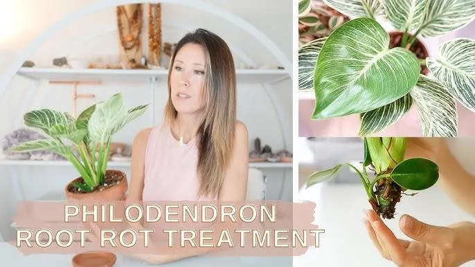 How to Identify and Treat Philodendron Root Rot in Houseplants image 2