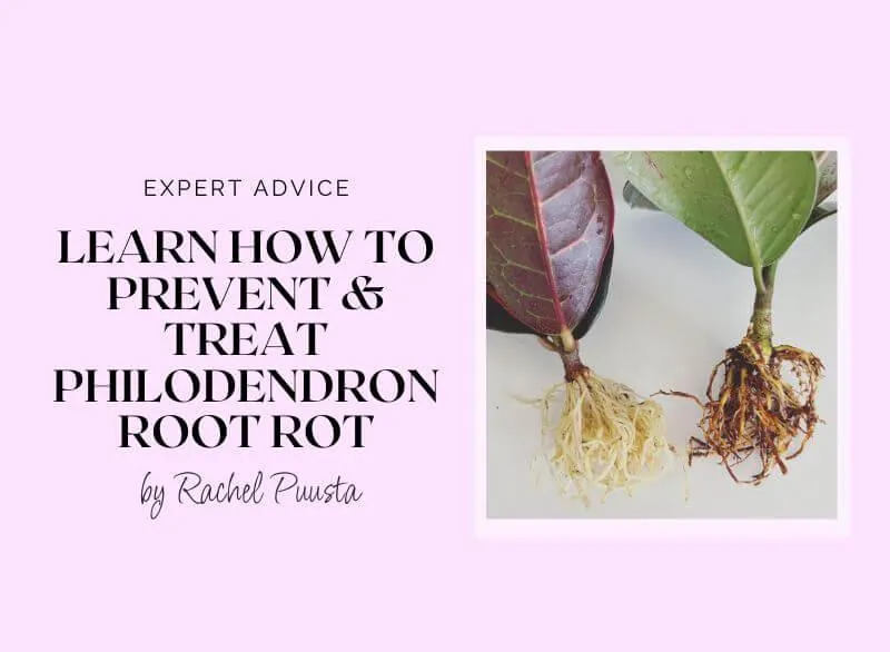 How to Identify and Treat Philodendron Root Rot in Houseplants image 4