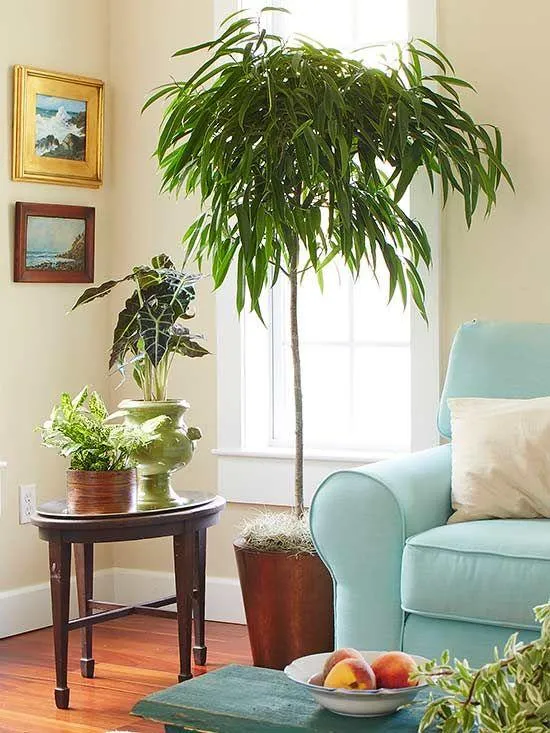 The Best Indoor Trees That Thrive with Minimal Light image 2