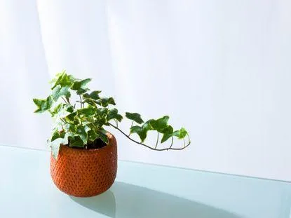 English Ivy Indoor Plant Care Guide: How to Grow and Care for Ivy Plants Inside image 2