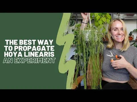 How to Easily Propagate Hoya Linearis Cuttings and Grow More Hoya Plants photo 2