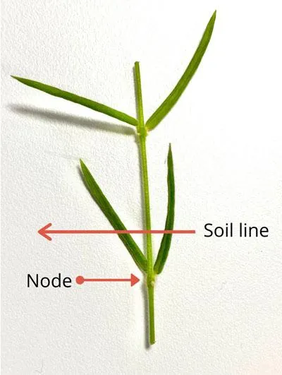 How to Easily Propagate Hoya Linearis Cuttings and Grow More Hoya Plants photo 3