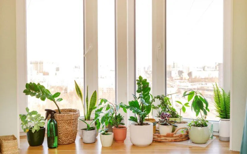 Top Indoor Tree Plants to Brighten Up Your Home image 3