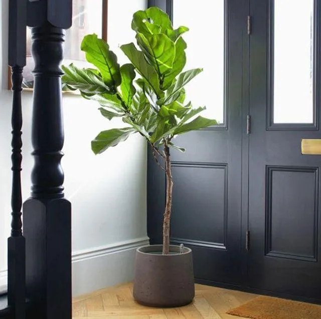 Top Indoor Tree Plants to Brighten Up Your Home image 4
