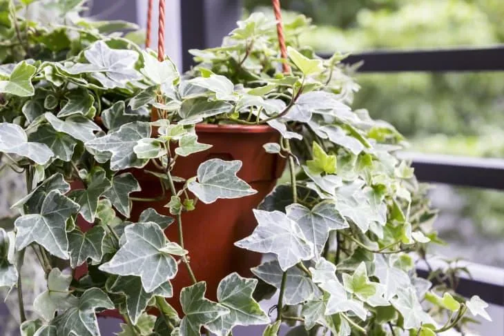 How to Grow and Care for English Ivy Indoors image 3