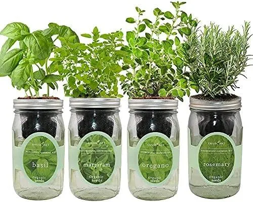 How to Grow Herbs in Mason Jars of Water: A Complete Beginner’s Guide