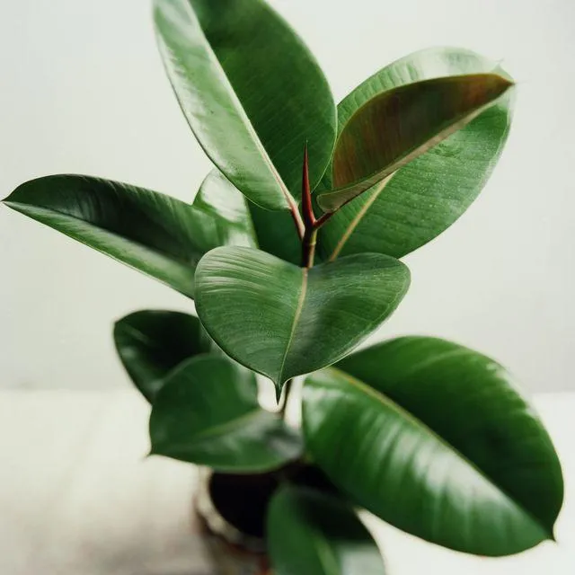 Indoor Trees: Care for Houseplants To Green Up Your Home image 4