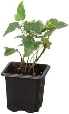 How to Care for English Ivy Indoors: A Complete Guide to Growing English Ivy as a Houseplant image 2