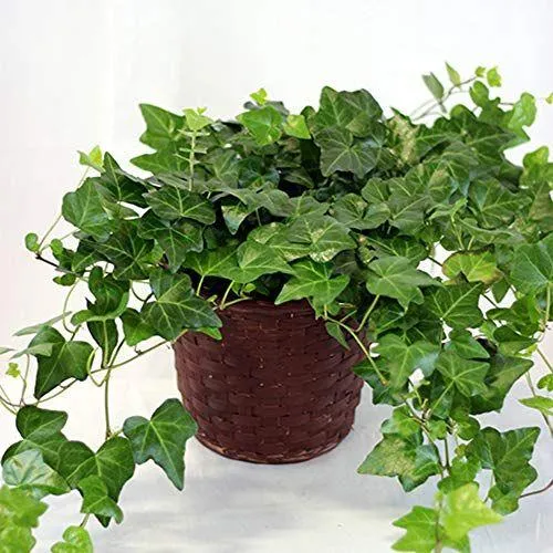 How to Care for English Ivy Indoors: A Complete Guide to Growing English Ivy as a Houseplant image 3