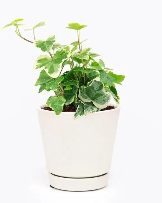 How to Care for English Ivy Indoors: A Complete Guide to Growing English Ivy as a Houseplant image 4