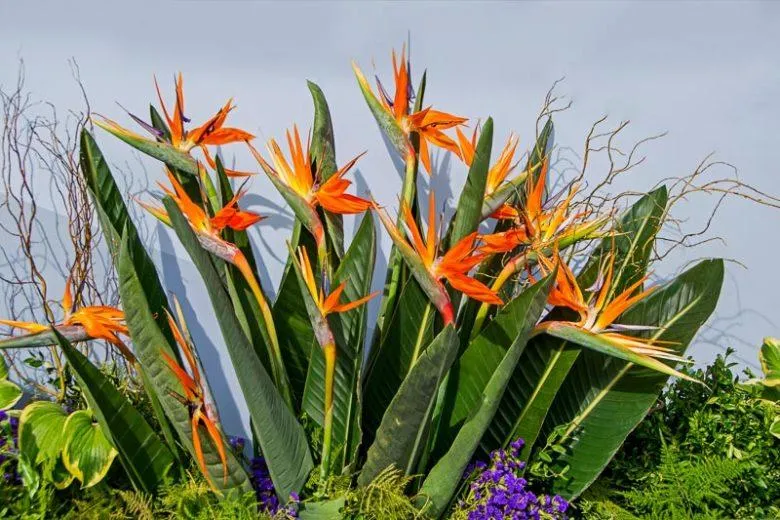 How to Care for Bird of Paradise Plants Indoors: Growing Tips for Strelitzia Plants image 2