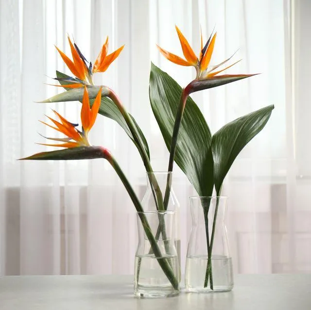 How to Care for Bird of Paradise Plants Indoors: Growing Tips for Strelitzia Plants image 3