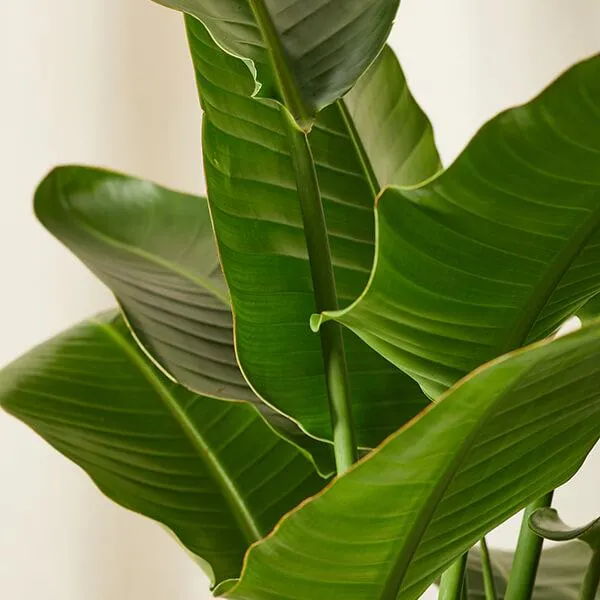How to Care for Bird of Paradise Plants Indoors: Growing Tips for Strelitzia Plants image 4