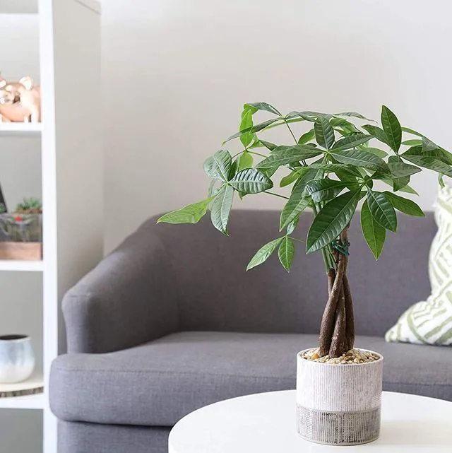 Benefits of Growing Indoor Trees: A Guide to Filling Your Home with Green photo 4