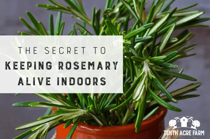 How to Plant Trees Indoors and Enjoy the Benefits All Year Round photo 4