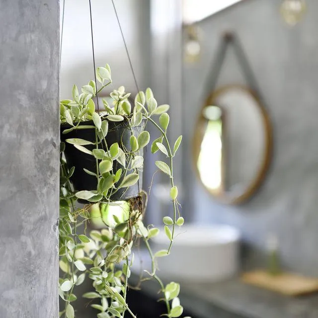 The Best Houseplants for Low Light Bathrooms – Thrive Indoors with These Plants photo 4