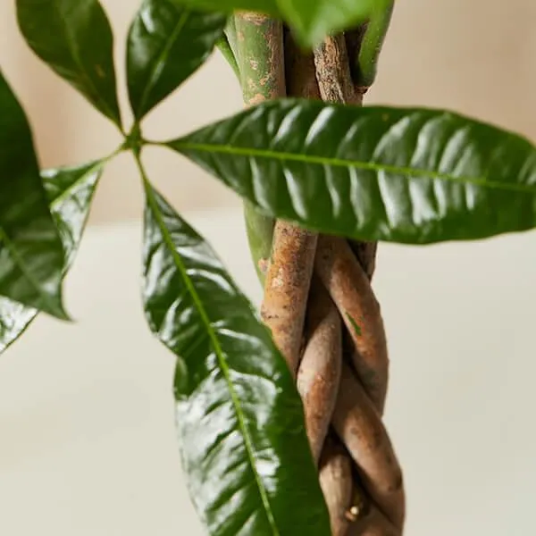 How to Care for Indoor Tree Plants and Keep Them Healthy image 2