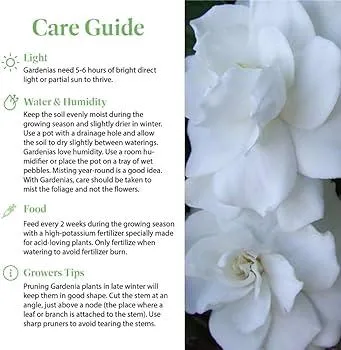 How to Care for English Ivy Plants: Watering, Sunlight, and Pruning Tips image 2