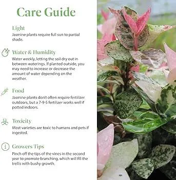 How to Care for English Ivy Plants: Watering, Sunlight, and Pruning Tips image 4