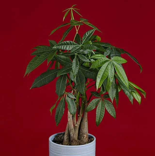 Tips for Growing Indoor Trees Without Direct Sunlight | Blog Name image 4