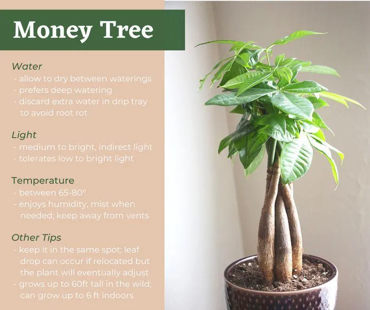 Grow Beautiful Indoor Trees: Tips for Caring for Houseplants photo 0