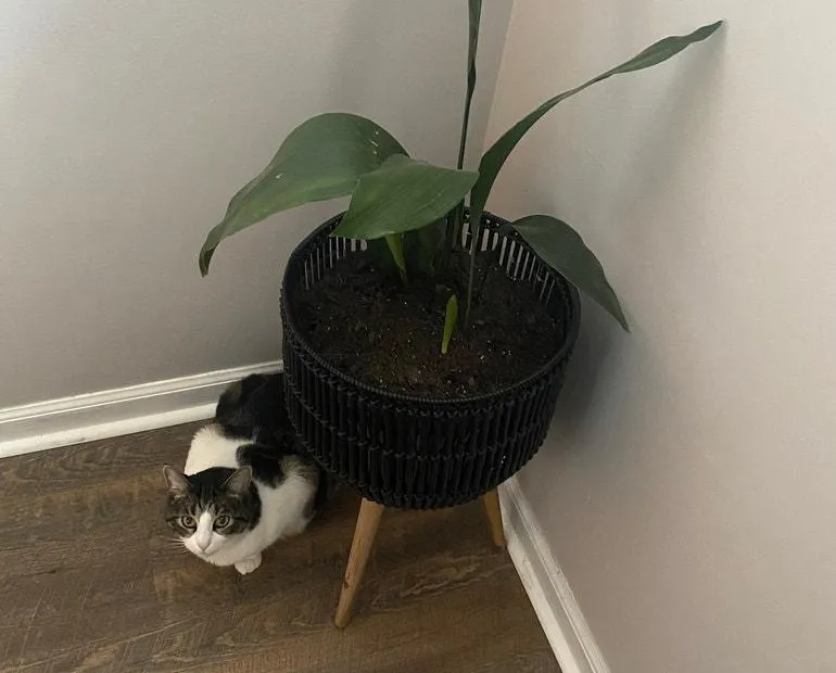 Is Cast Iron Plant Safe for Cats? What to Know About Cast Iron Plant and Cats photo 4