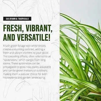 Variegated House Plants: Care for Your Unique Indoor Greens image 2