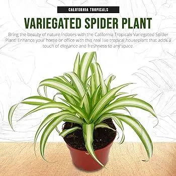 Variegated House Plants: Care for Your Unique Indoor Greens image 4