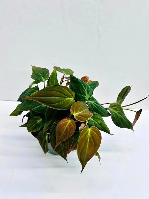 Care Tips for Growing Beautiful Velvety Philodendron Indoors image 2