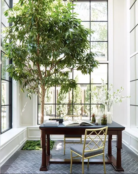 Indoor Tree House Plants: How to Grow an Indoor Tree in Your Home image 2