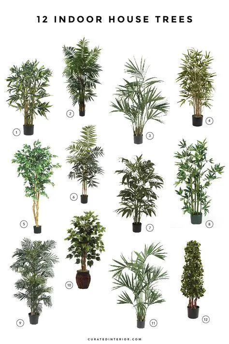 Indoor Tree House Plants: How to Grow an Indoor Tree in Your Home image 3